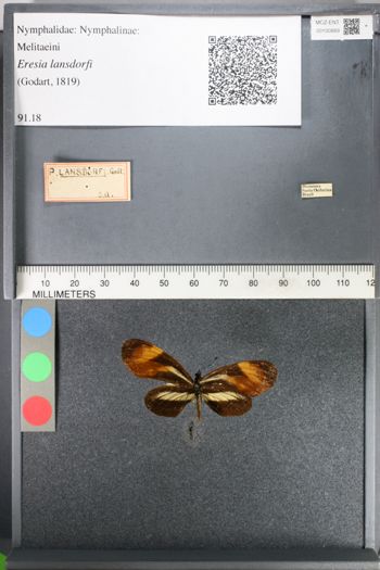 Media type: image;   Entomology 100889